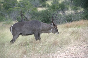 African Wildlife Family of Waterbucks – Animal of Africa