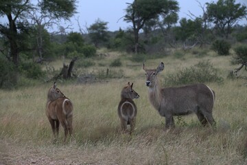 Naklejka premium African Wildlife Family of Waterbucks – Animal of Africa