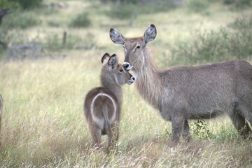 African Wildlife Family of Waterbucks – Animal of Africa