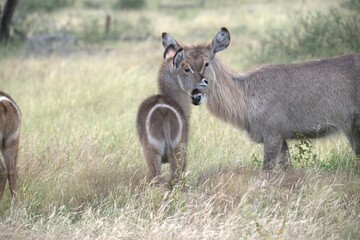 African Wildlife Family of Waterbucks – Animal of Africa