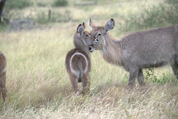 Fototapeta premium African Wildlife Family of Waterbucks – Animal of Africa
