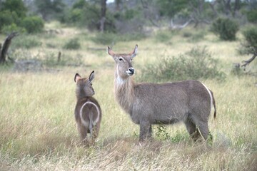 African Wildlife Family of Waterbucks – Animal of Africa