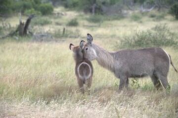 African Wildlife Family of Waterbucks – Animal of Africa