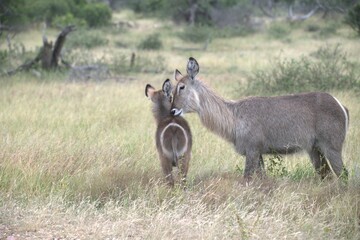 African Wildlife Family of Waterbucks – Animal of Africa