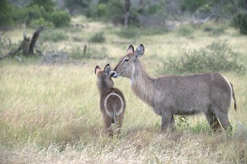 African Wildlife Family of Waterbucks – Animal of Africa