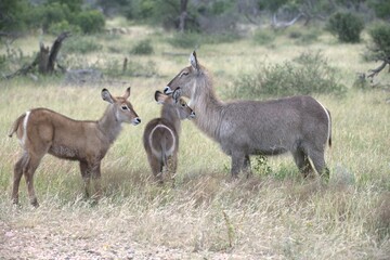 African Wildlife Family of Waterbucks – Animal of Africa