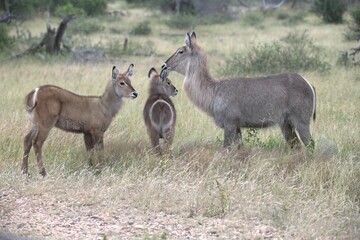African Wildlife Family of Waterbucks – Animal of Africa