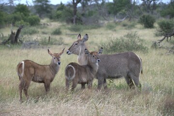 Obraz premium African Wildlife Family of Waterbucks – Animal of Africa