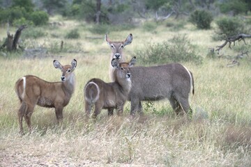 African Wildlife Family of Waterbucks &ndash; Animal of Africa