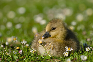 gosling of greylag goose is lying on the daisy meadow close-up