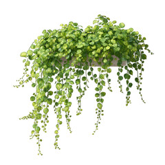 Hanging plant with small round green leaves cascading down from a pot against a black background