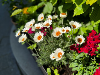 Decorative flower pot with mixed flowers, Bellis perennis white daisy and pink carnations close up