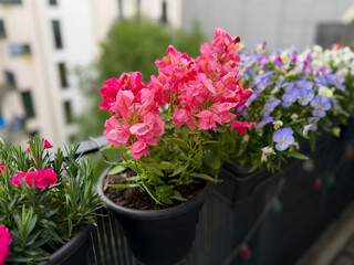 Beautiful blooming colorful balcony flowers pink Snapdragon in decorative flower pot close up