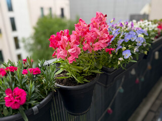 Beautiful blooming colorful balcony flowers pink Snapdragon in decorative flower pot close up