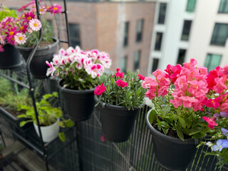 View of the beautiful urban balcony garden with assorted blooming flowers in flower pots, pink...