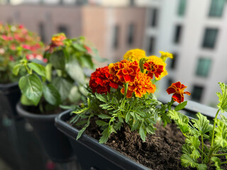 Blooming yellow orange and red Tagetes erecta marigolds decorative flowers in flower pot in balcony...
