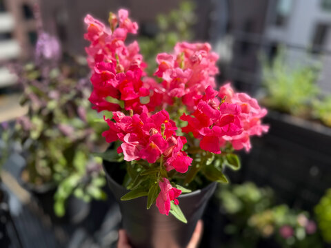 Beautiful blooming colorful balcony flowers pink Snapdragon in decorative flower pot close up