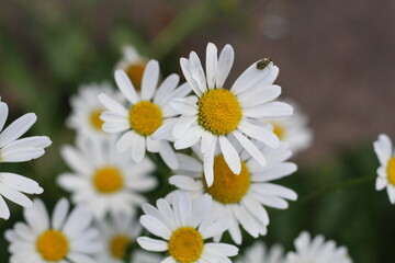 margaridas daisies jardim insetos flores