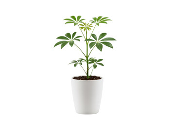 Fototapeta premium Green plant in a white pot, modern houseplant isolated on a transparent background