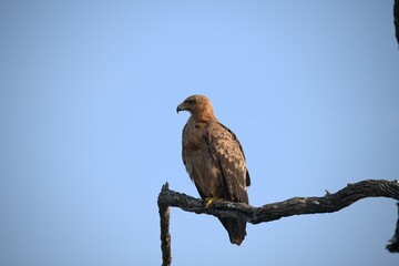 red tailed hawk- Bird of AfricA