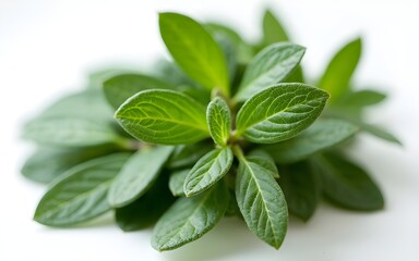 Obraz premium Fresh sage leaves cluster. High quality