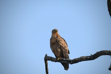 red tailed hawk