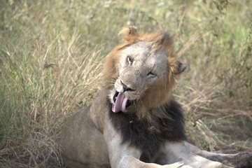 lion in the grass