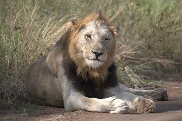 lion in the grass