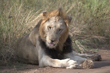 lion in the grass