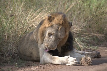 lion in the grass