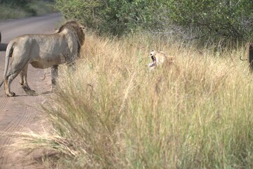 lion in the grass