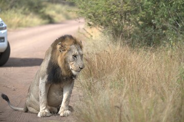 lion in the grass