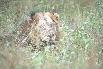 lion in the grass