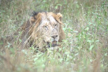 lion in the grass