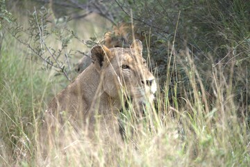 lion in the grass