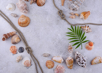 Summer nautical marine background with shell