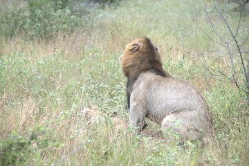 lion in the grass