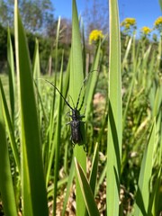 The picture shows a beetle on the leaf of an aquatic plant