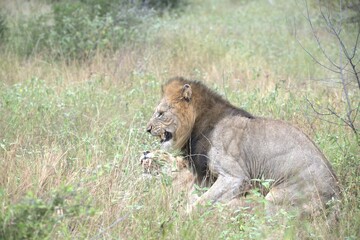 lion in the grass