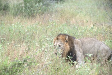 lion in the grass