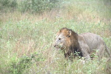 lion in the grass