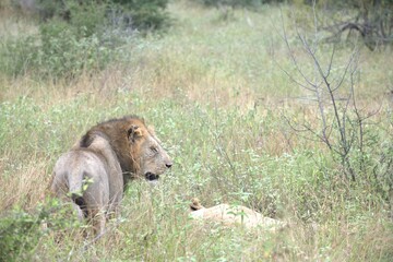 lion in the grass