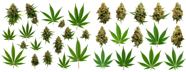 Variety of Cannabis Buds and Fan Leaves Isolated on transparent background PNG