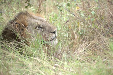lion in the grass