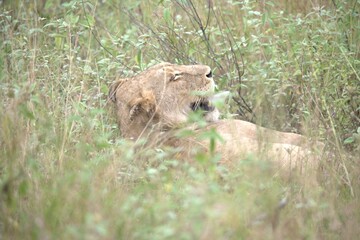 lion in the grass