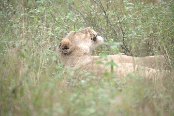 lion in the grass