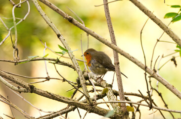 little robin looking to the left, robin hides between branches, red-breasted songbird, songbird on...