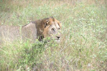 lion in the grass