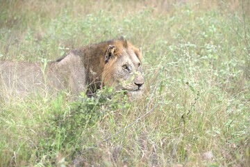 lion in the grass