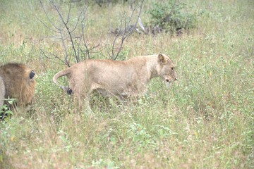 lion in the grass